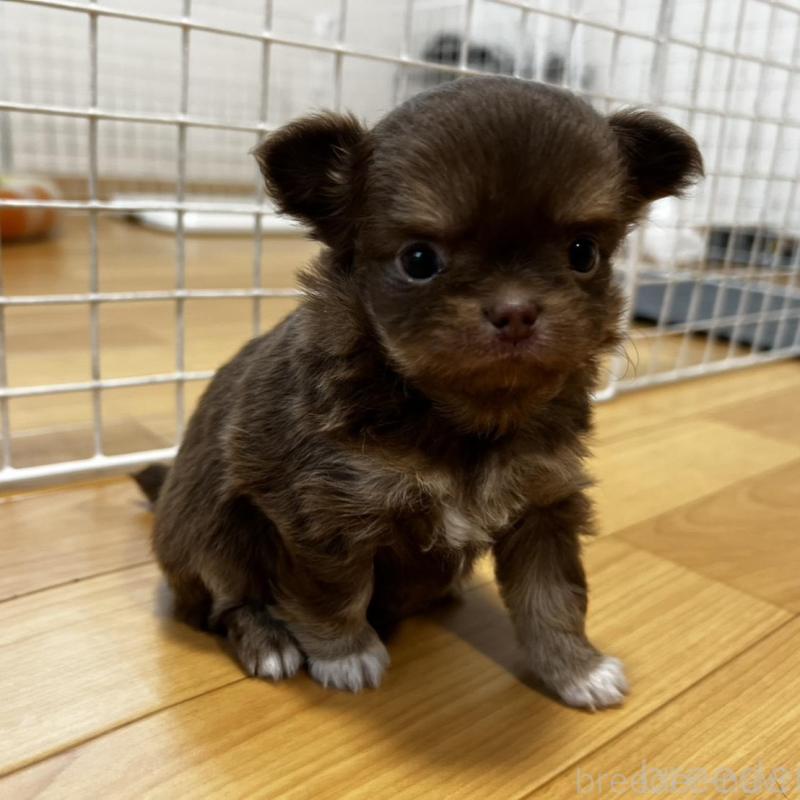 販売中の香川県のチワワ(ロングコート)-456109の4枚目