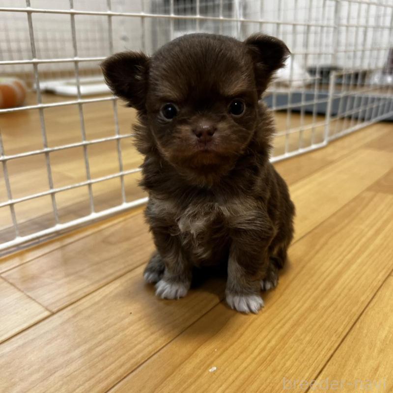 販売中の香川県のチワワ(ロングコート)-456109の3枚目