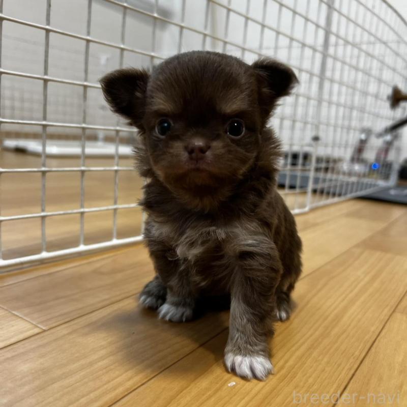 販売中の香川県のチワワ(ロングコート)-456109の2枚目