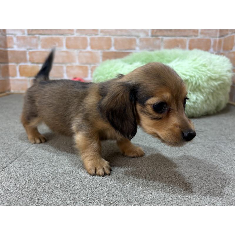 販売中の奈良県のカニンヘンダックスフンド(ロングヘアード)-456111の7枚目