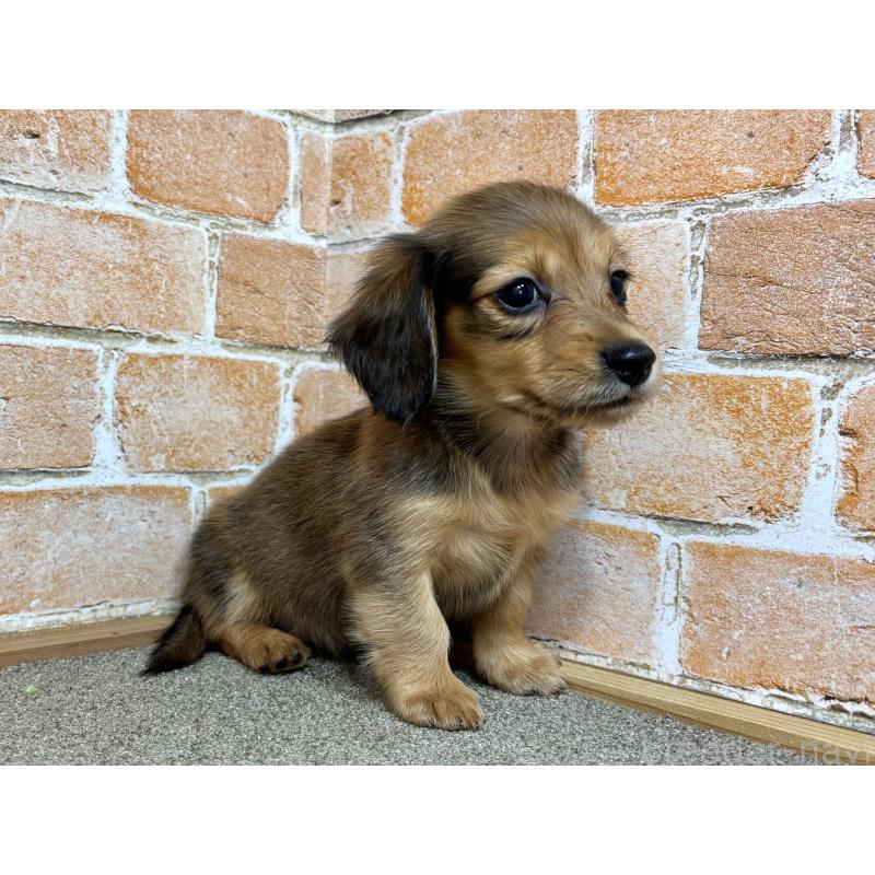 販売中の奈良県のカニンヘンダックスフンド(ロングヘアード)-456111の6枚目