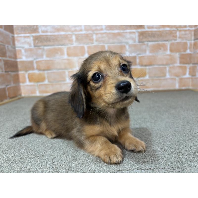 販売中の奈良県のカニンヘンダックスフンド(ロングヘアード)-456111の5枚目