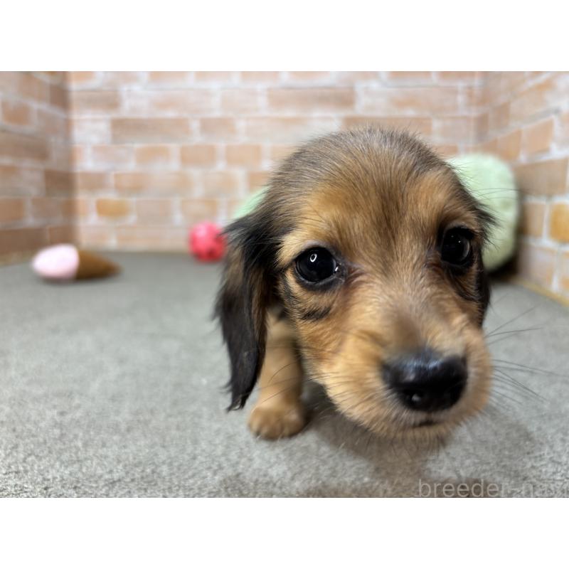 販売中の奈良県のカニンヘンダックスフンド(ロングヘアード)-456111の4枚目