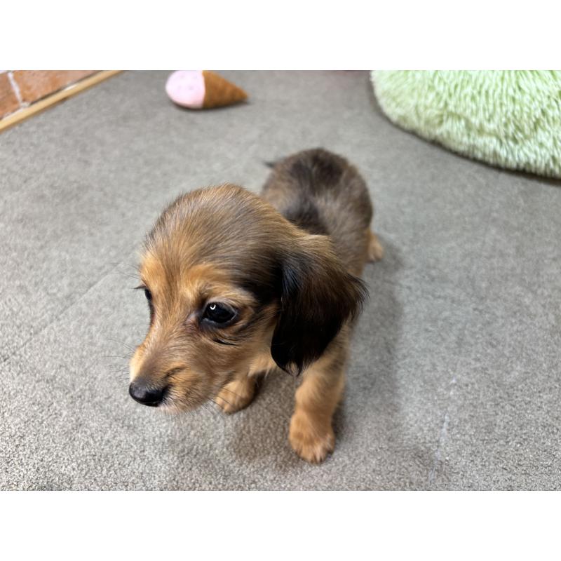 販売中の奈良県のカニンヘンダックスフンド(ロングヘアード)-456111の3枚目