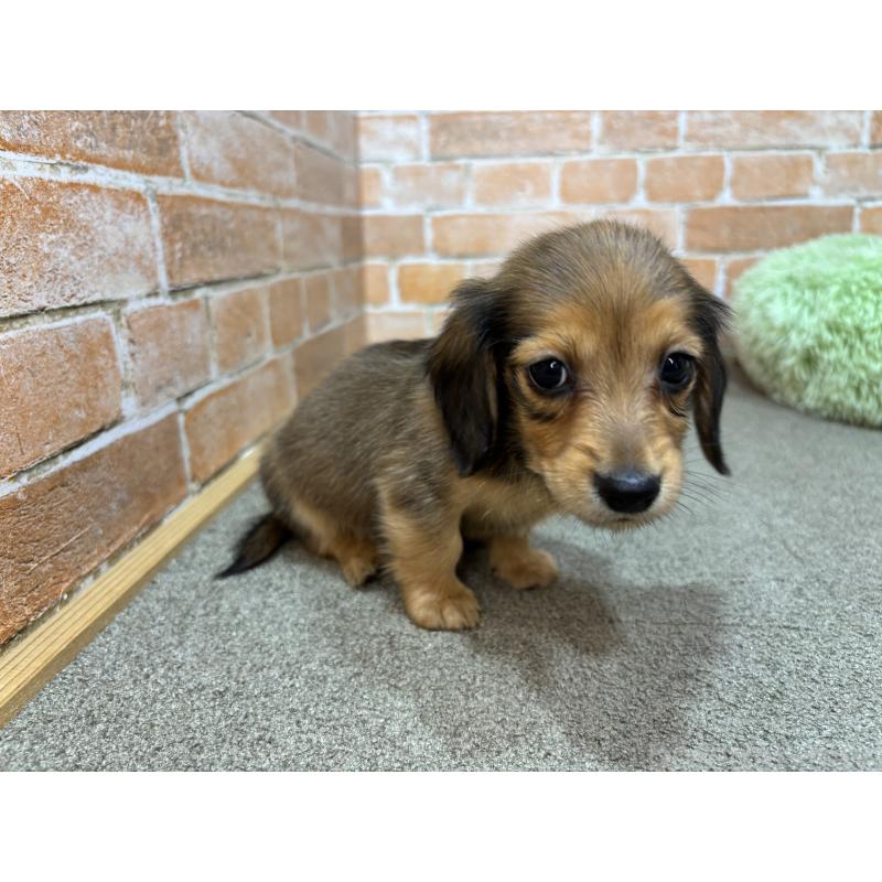 販売中の奈良県のカニンヘンダックスフンド(ロングヘアード)-456111の2枚目