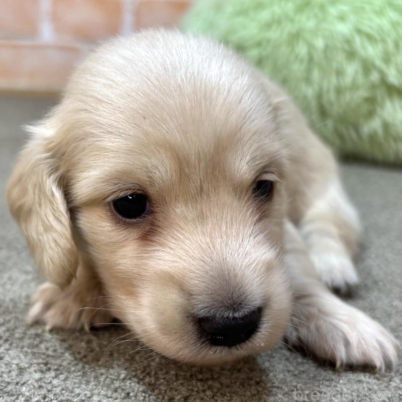 販売中の奈良県のカニンヘンダックスフンド(ロングヘアード)-456113の6枚目