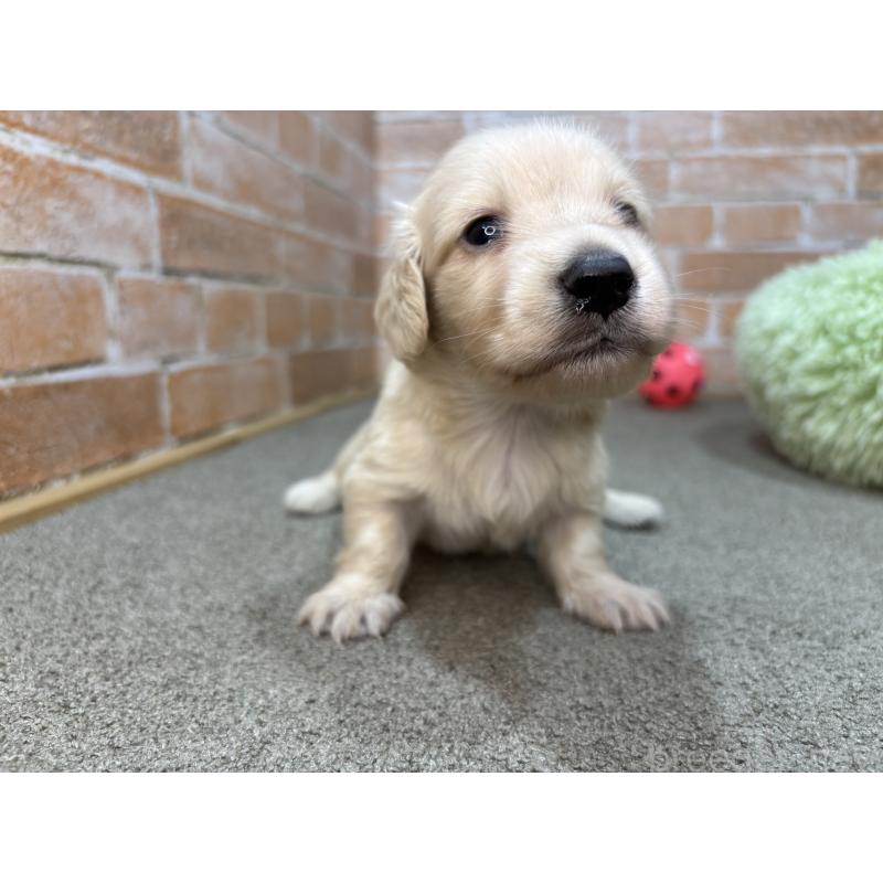 販売中の奈良県のカニンヘンダックスフンド(ロングヘアード)-456113の5枚目