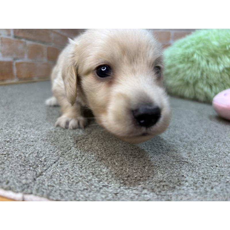 販売中の奈良県のカニンヘンダックスフンド(ロングヘアード)-456113の4枚目