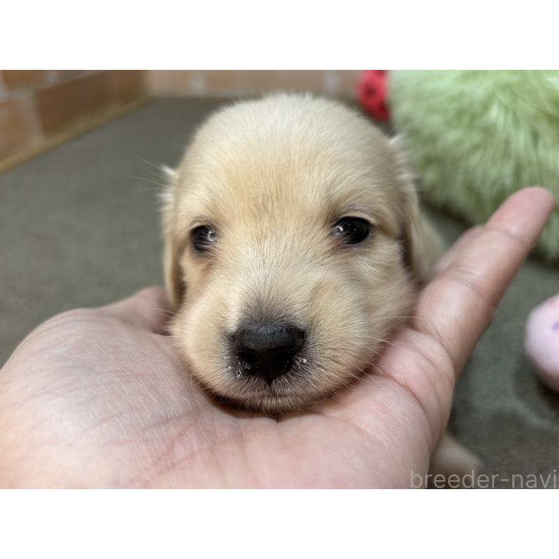 販売中の奈良県のカニンヘンダックスフンド(ロングヘアード)-456113の3枚目
