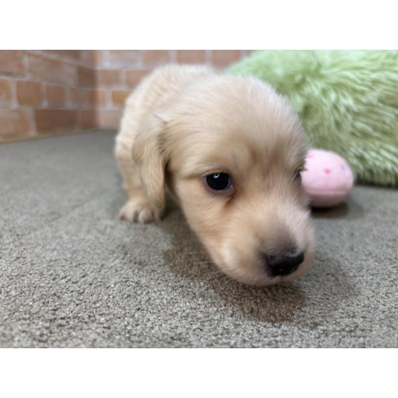 販売中の奈良県のカニンヘンダックスフンド(ロングヘアード)-456113の2枚目