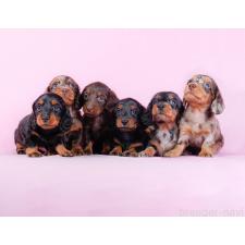 ♀︎トイプードル