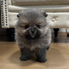 ♀︎ポメラニアン