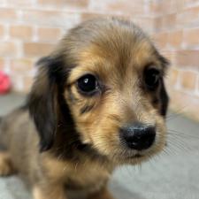 ♀︎カニンヘンダックスフンド(ロングヘアード)