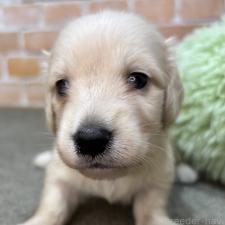 ♀︎カニンヘンダックスフンド(ロングヘアード)