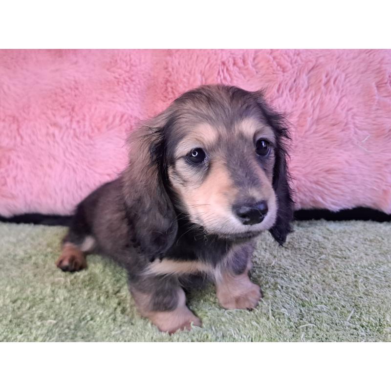 販売中の愛知県のミニチュアダックスフンド(ロングヘアード)-451636