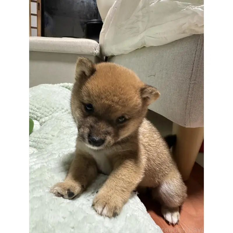 販売中の島根県の柴犬-456118の4枚目