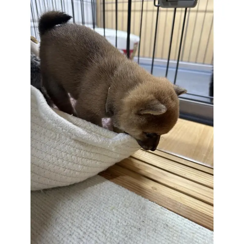 販売中の島根県の柴犬-456118の3枚目