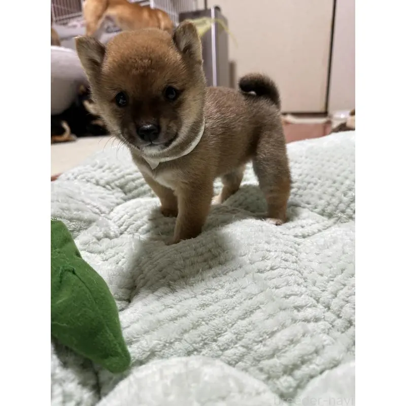 販売中の島根県の柴犬-456118の2枚目