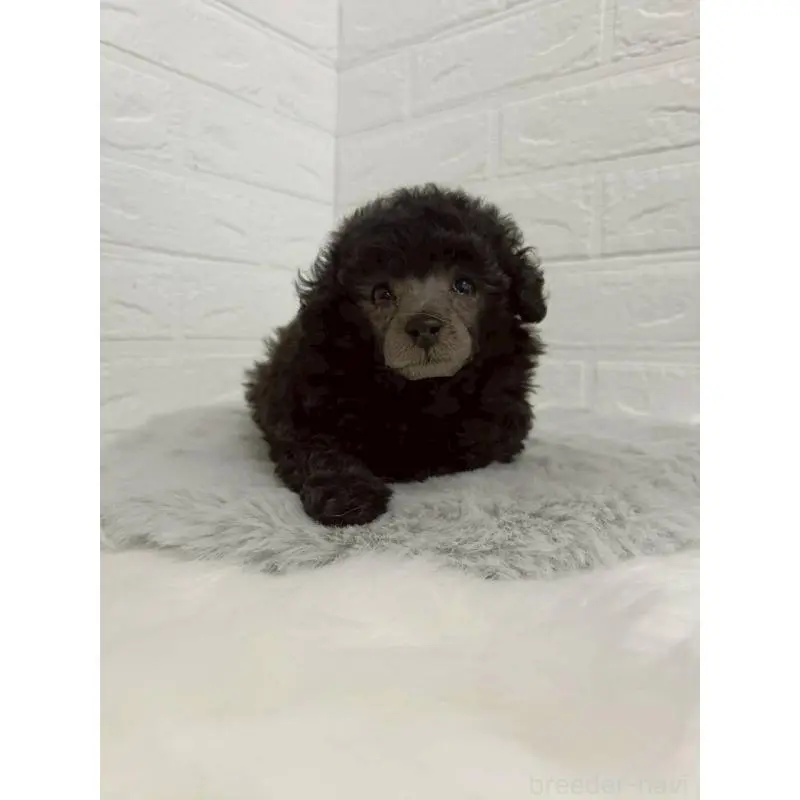 販売中の東京都のタイニープードル-456119の12枚目