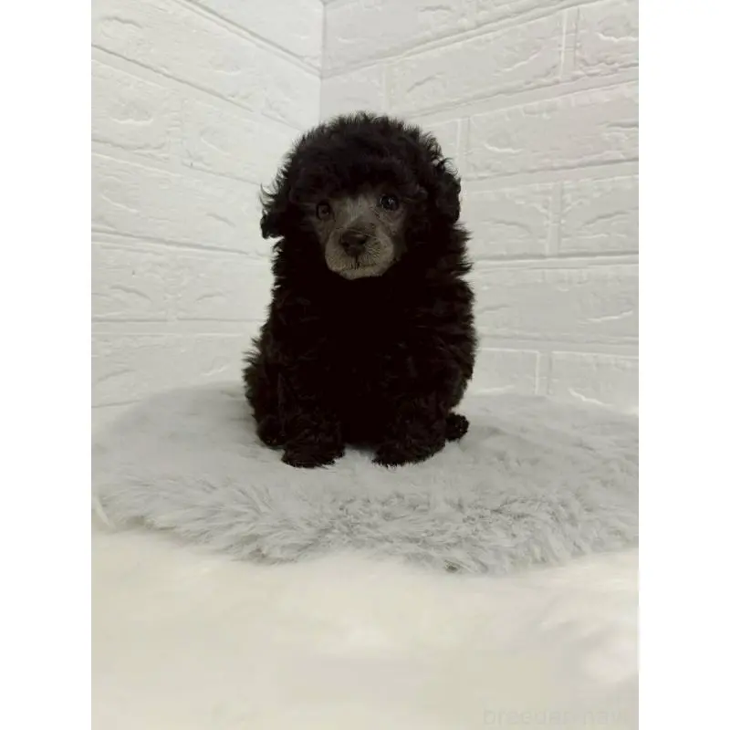 販売中の東京都のタイニープードル-456119の11枚目