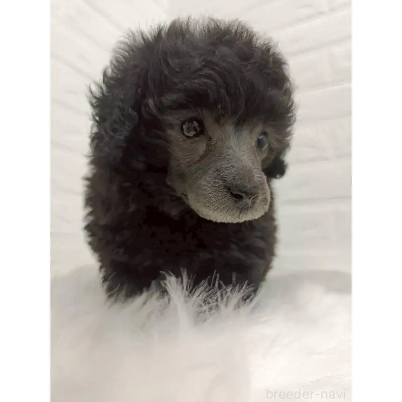 販売中の東京都のタイニープードル-456119の10枚目
