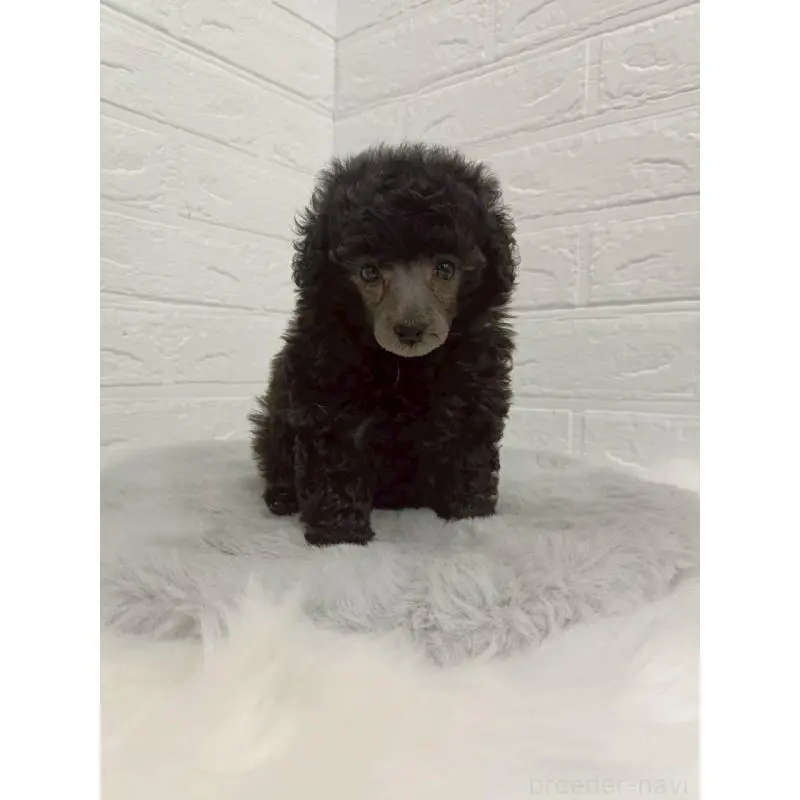 販売中の東京都のタイニープードル-456119の8枚目