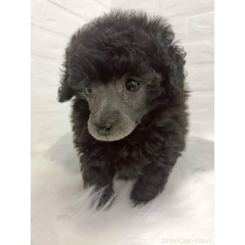 販売中の東京都のタイニープードル-456119の7枚目