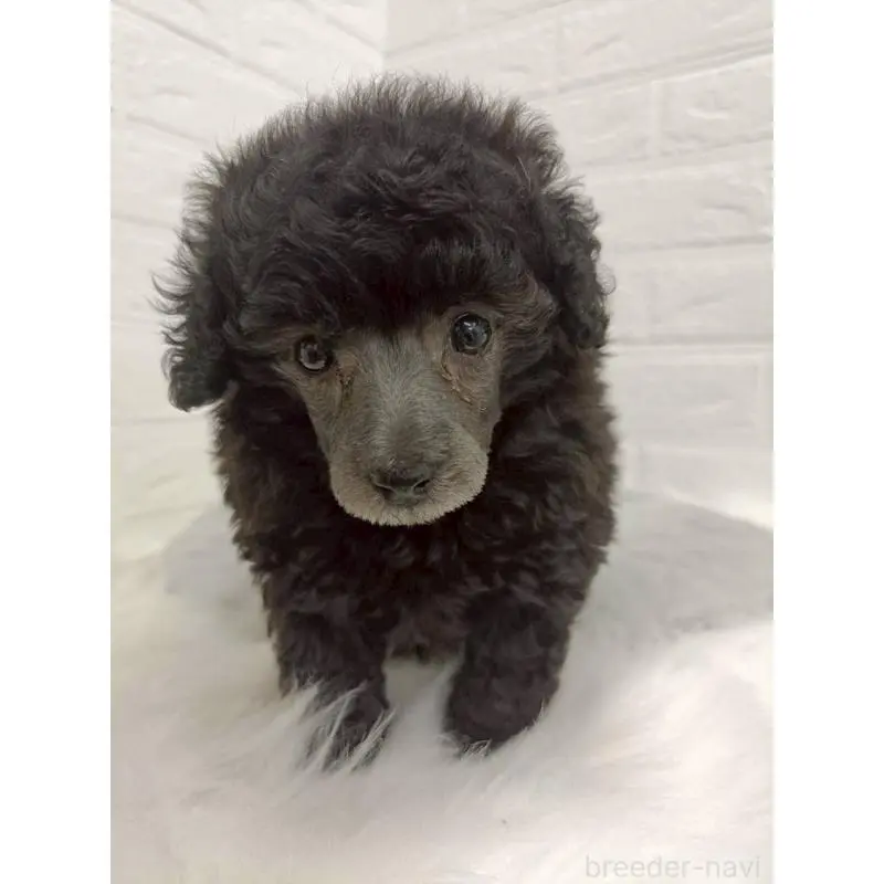 販売中の東京都のタイニープードル-456119の6枚目