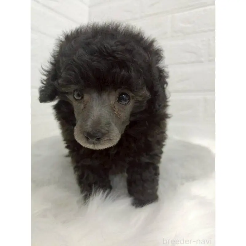 販売中の東京都のタイニープードル-456119の4枚目