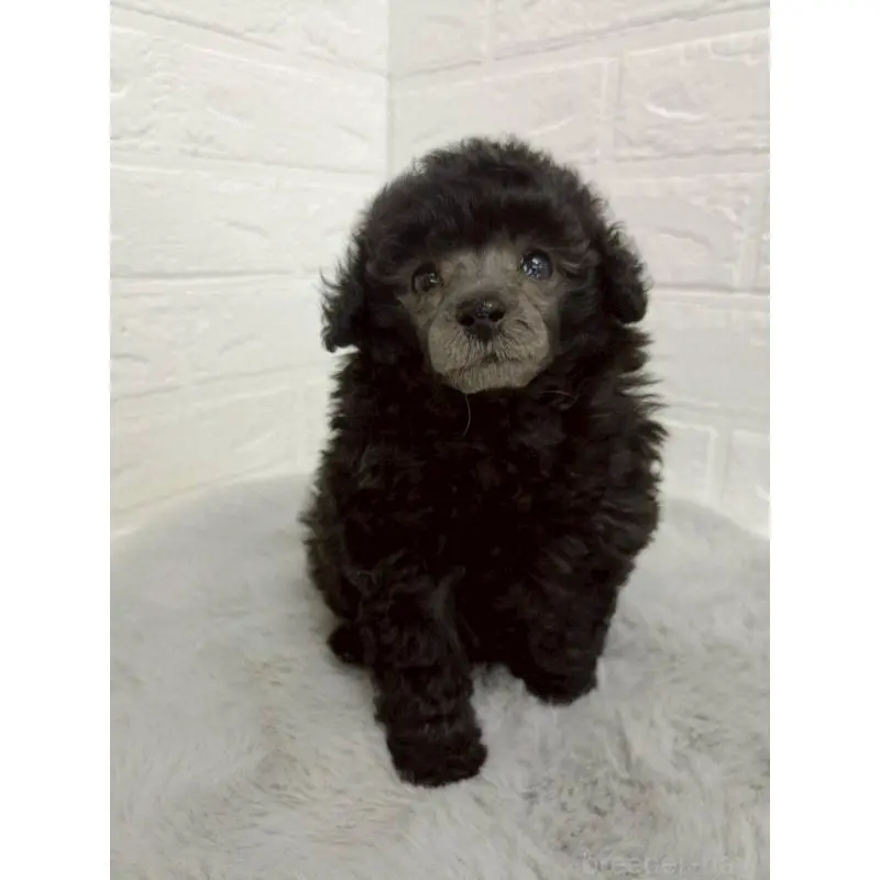 販売中の東京都のタイニープードル-456119の3枚目