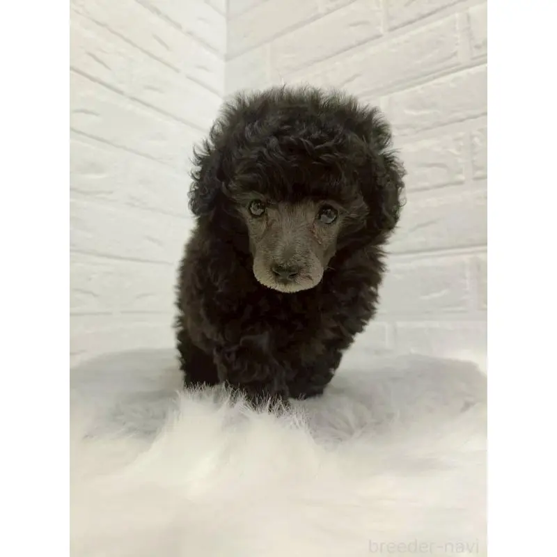 販売中の東京都のタイニープードル-456119の2枚目