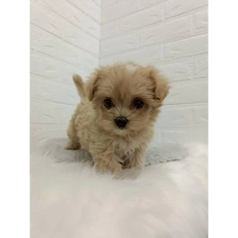 販売中の東京都のマルプー:マルチーズ×トイプードル-456120の8枚目