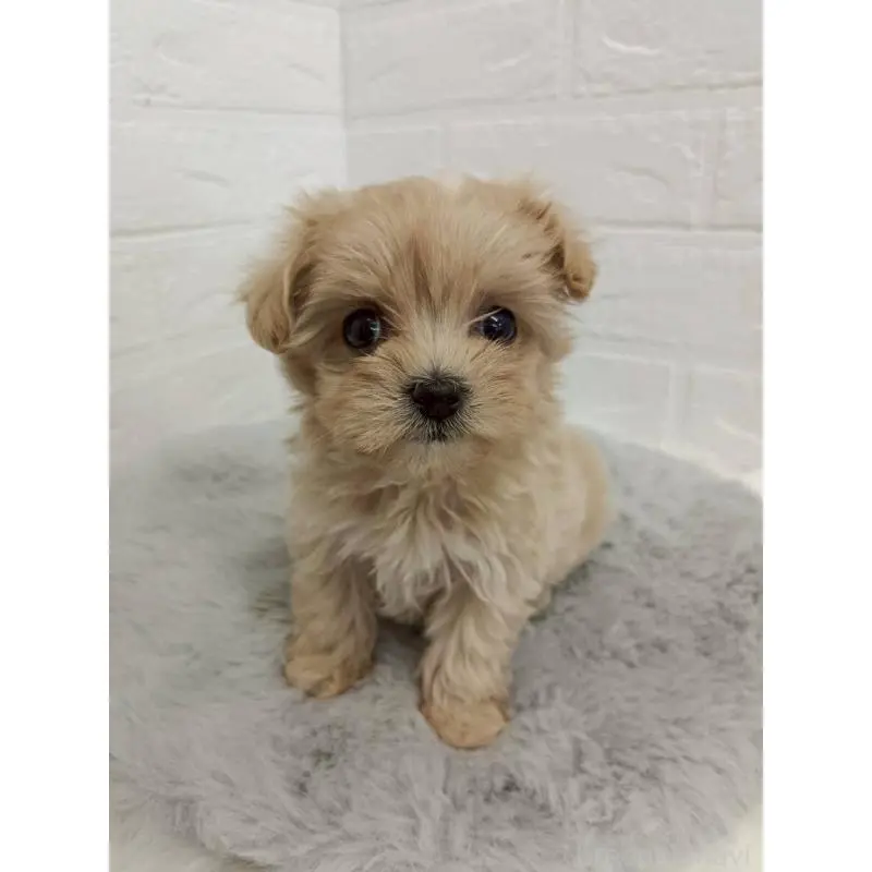 販売中の東京都のマルプー:マルチーズ×トイプードル-456120の6枚目