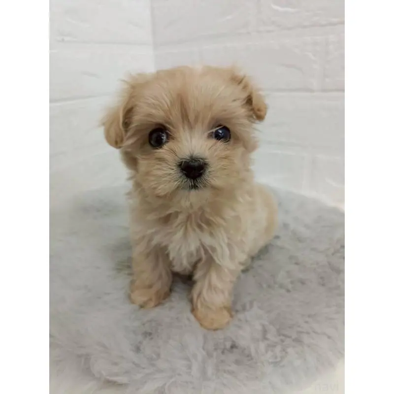 販売中の東京都のマルプー:マルチーズ×トイプードル-456120の5枚目