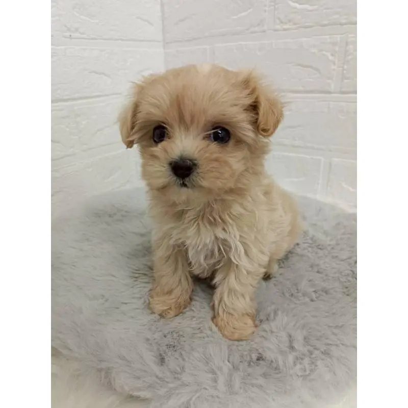 販売中の東京都のマルプー:マルチーズ×トイプードル-456120の4枚目