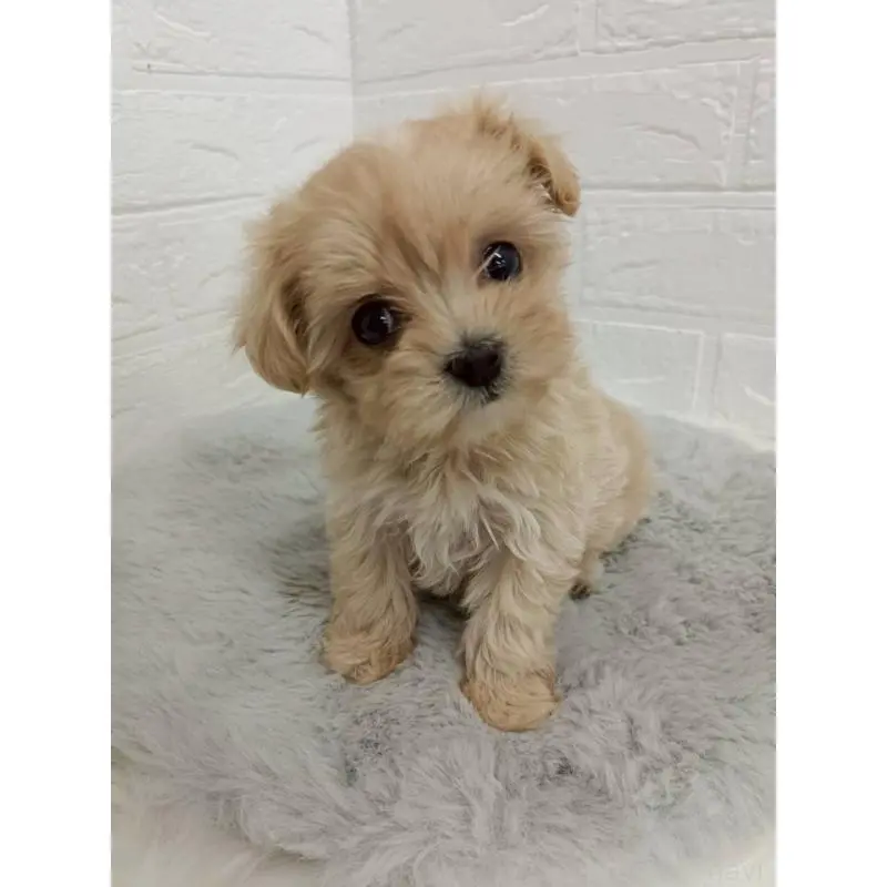 販売中の東京都のマルプー:マルチーズ×トイプードル-456120の3枚目