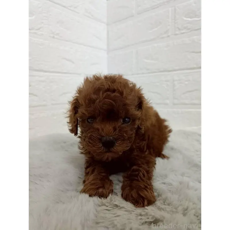 販売中の東京都のタイニープードル-456123の11枚目