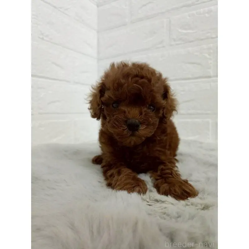 販売中の東京都のタイニープードル-456123の9枚目