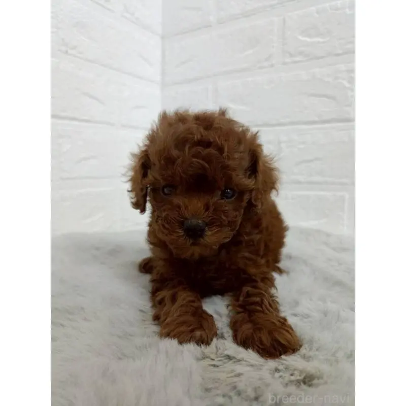 販売中の東京都のタイニープードル-456123の8枚目