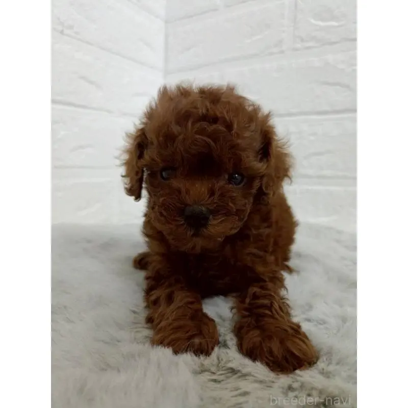 販売中の東京都のタイニープードル-456123の7枚目