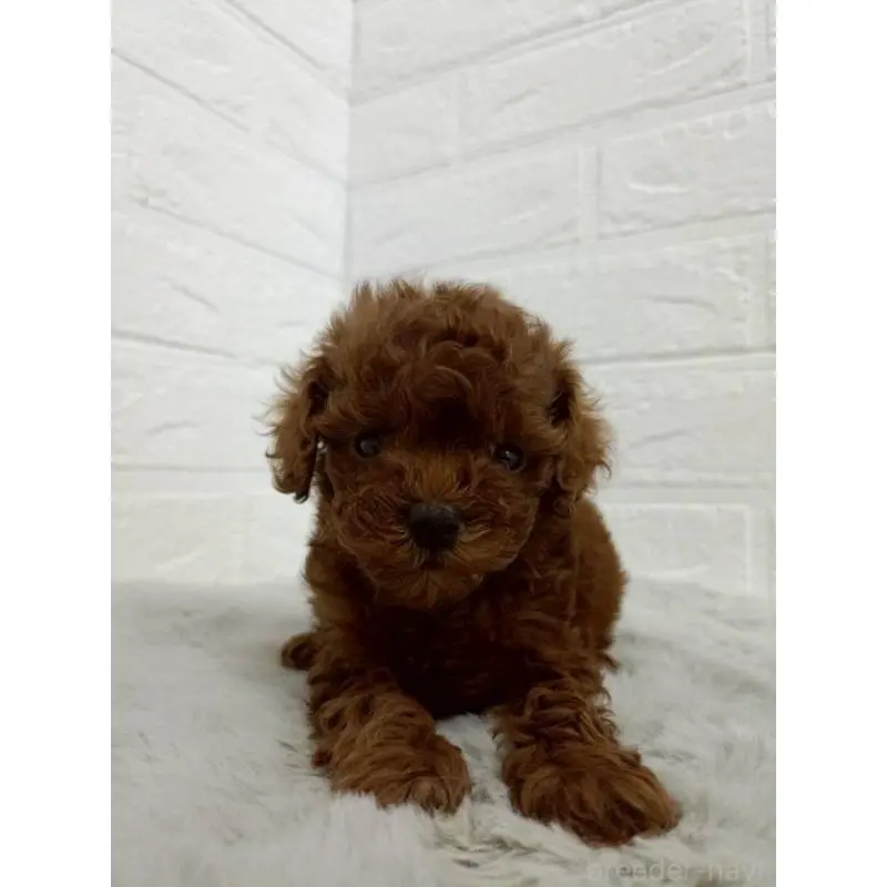 販売中の東京都のタイニープードル-456123の5枚目