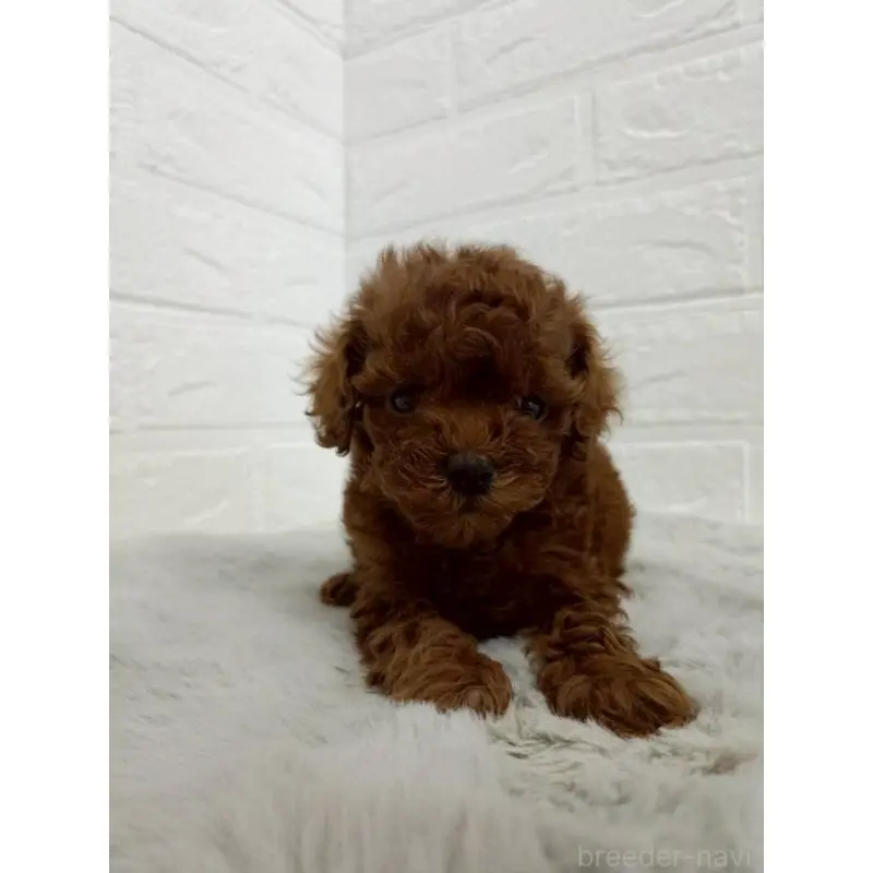 販売中の東京都のタイニープードル-456123の4枚目