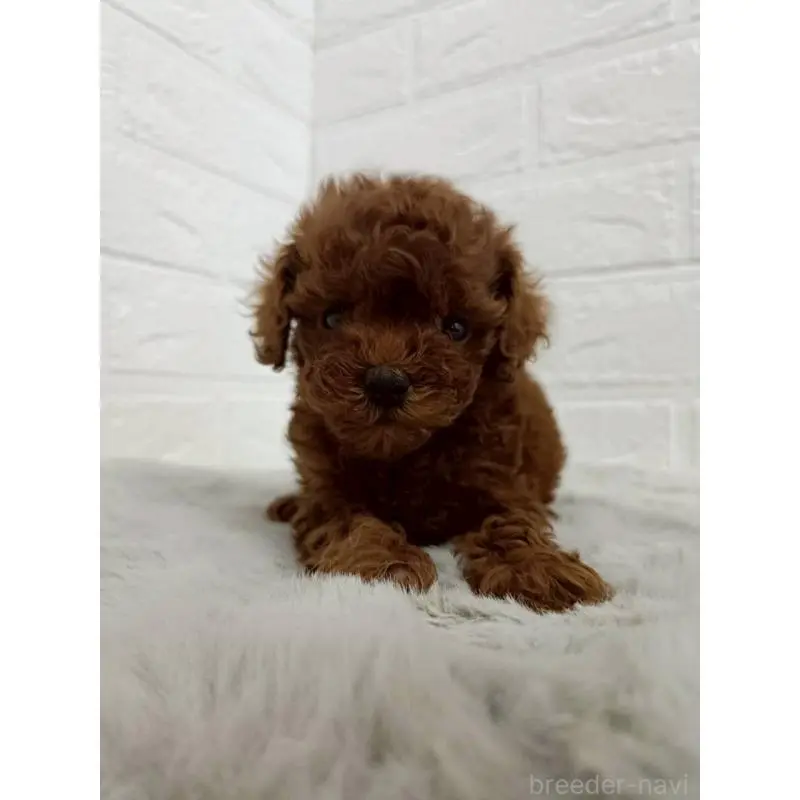 販売中の東京都のタイニープードル-456123の2枚目