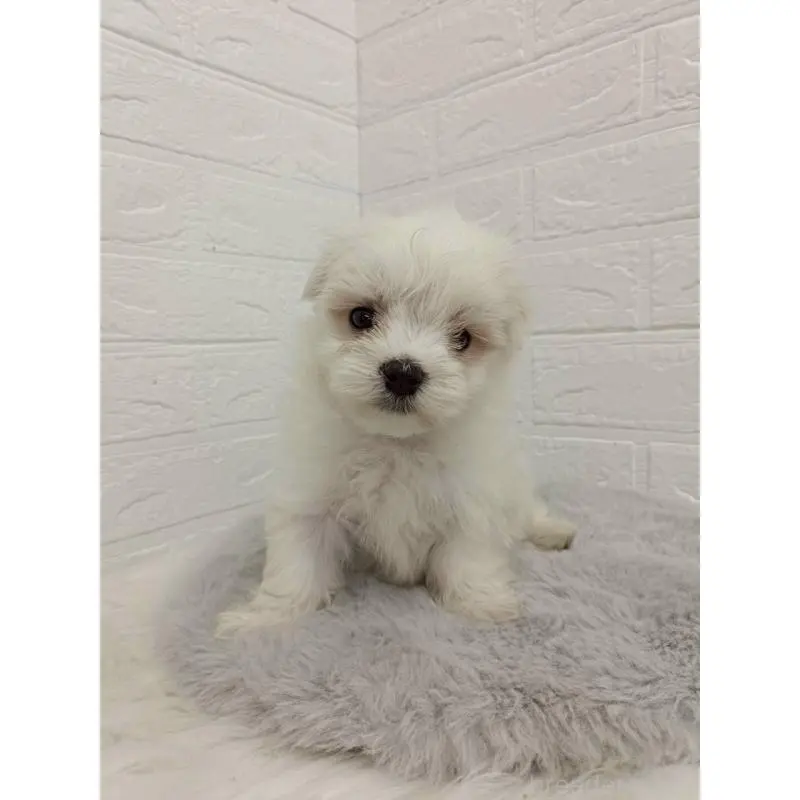 販売中の東京都のマルチーズ-456124の10枚目