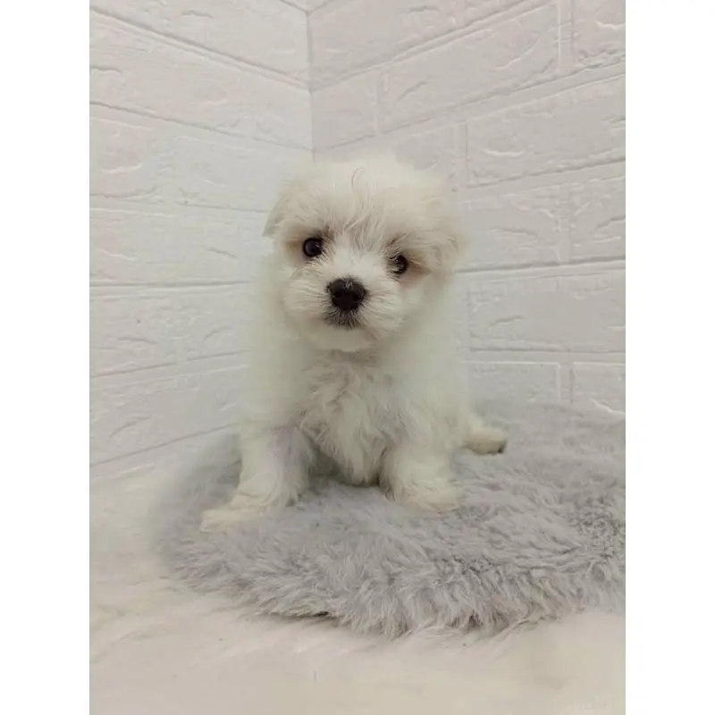 販売中の東京都のマルチーズ-456124の9枚目