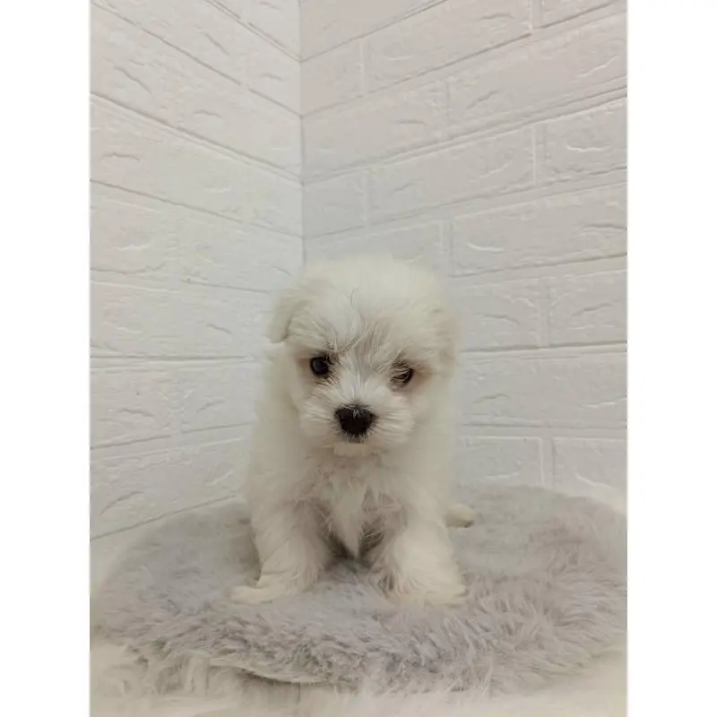 販売中の東京都のマルチーズ-456124の8枚目