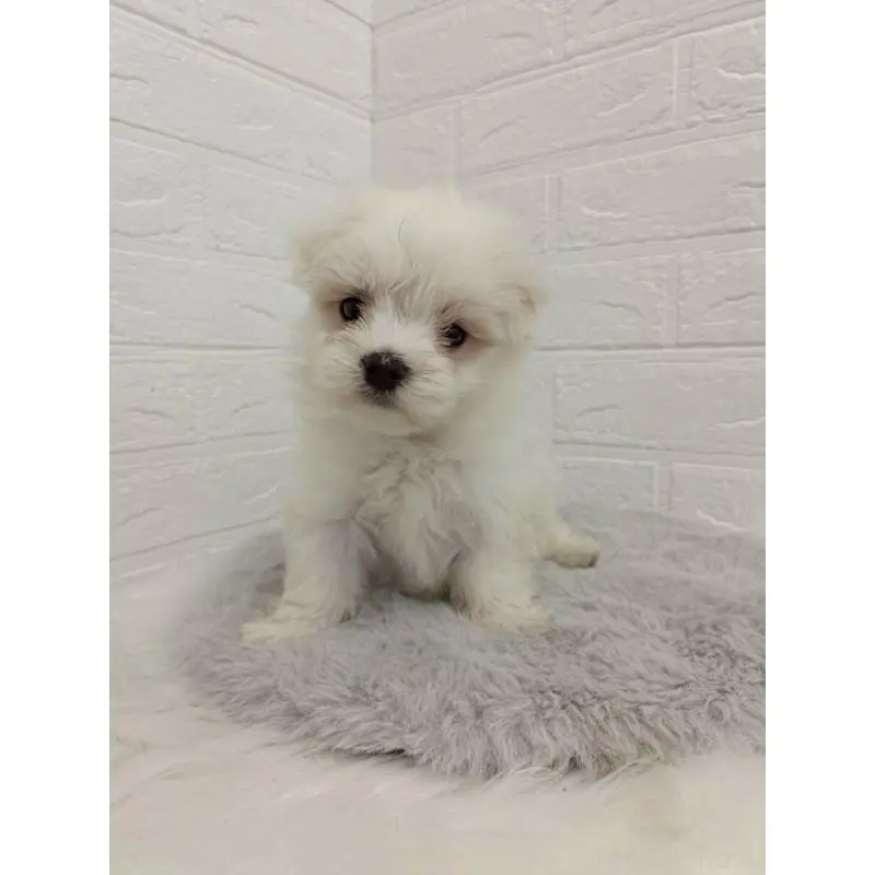 販売中の東京都のマルチーズ-456124の7枚目