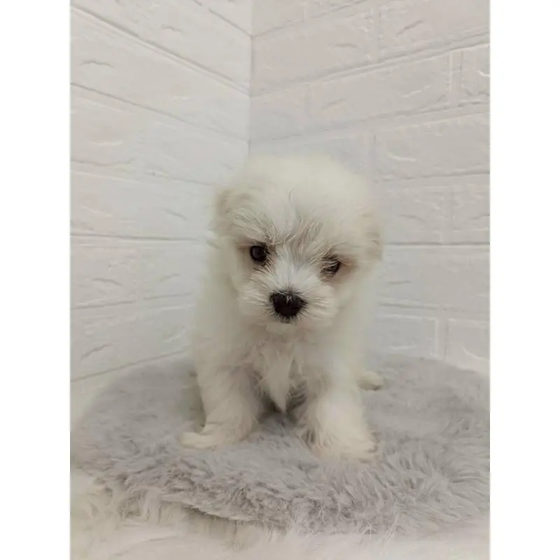 販売中の東京都のマルチーズ-456124の5枚目