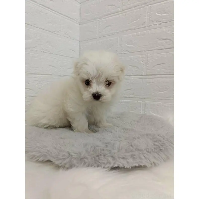 販売中の東京都のマルチーズ-456124の4枚目