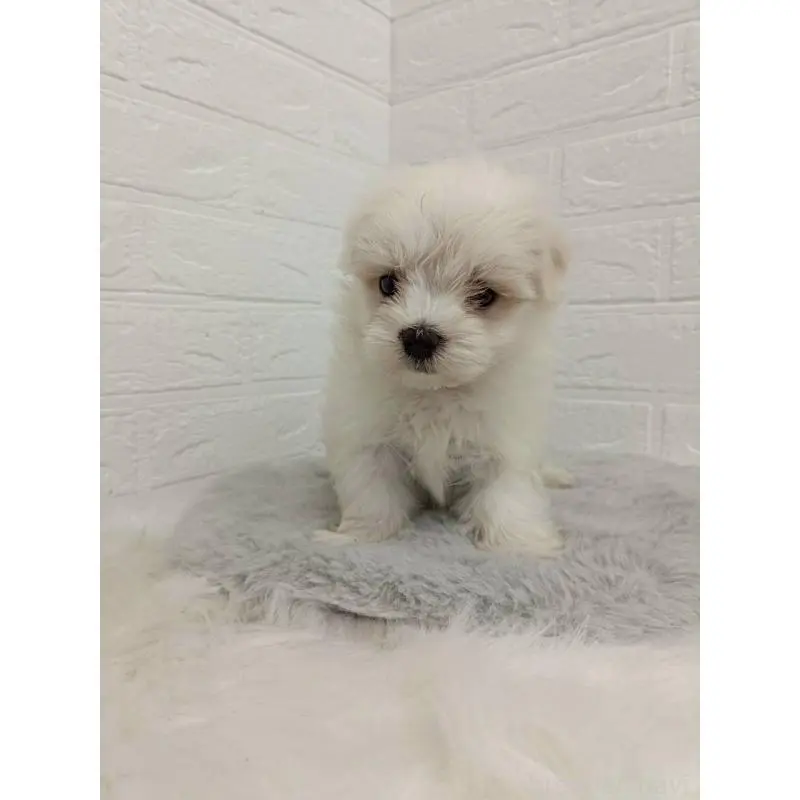 販売中の東京都のマルチーズ-456124の2枚目